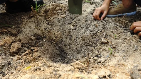 4k Two little hands of a two kid help to support young seedling. 스톡 동영상 87284334