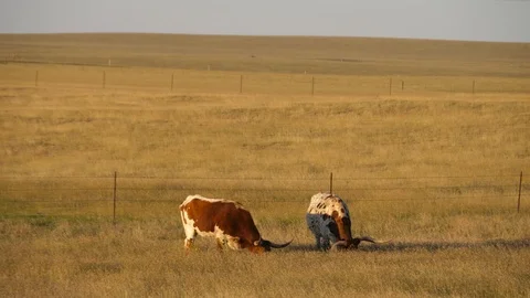 4K, Two Long-horned Cows grazing in a field in a Texas, Colorado plain at sunset Stock Footage 102375677
