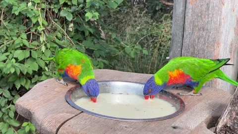 4K Two Rainbow Lorikeets Eating and Enjoying – Parrots Wildlife B-Roll Footage Stock Footage 204126258