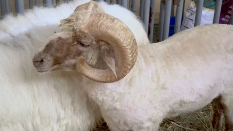 4K two rams at a county fair Stock Footage 95867051