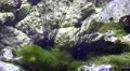 4K Two Sea Urchins Diadema sp eating algae 4k or 4k+ Resolution