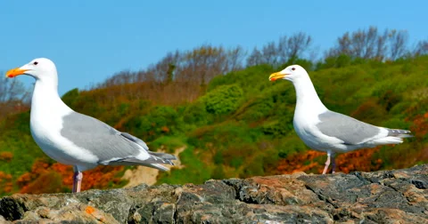 4K Two Seagulls Perched on Rock by the Ocean on a Sunny Day Stock-Footage 57738401