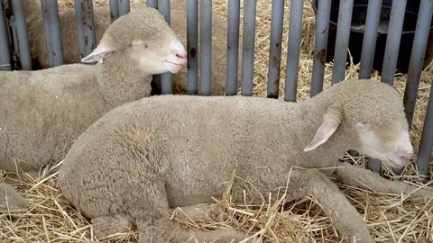 4K two sheep lying down in a stall at the county fair Stock Footage 95870374
