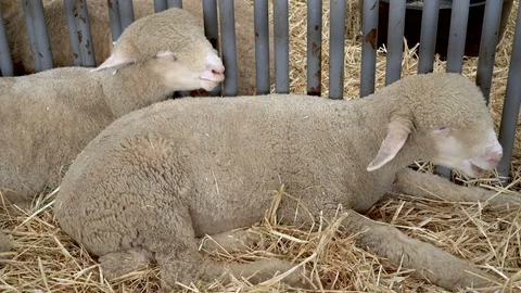 4K two sheep lying down in a stall at the county fair Vídeos de archivo 95870610