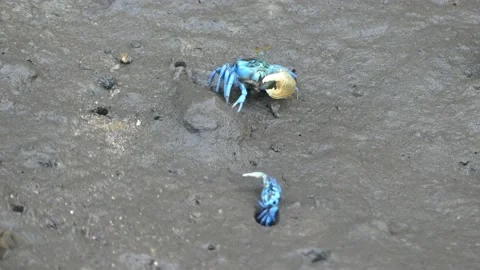 4K, Two small blue fiddler crab in mangrove forest in Langkawi Island, Malaysia Video stock 155939010