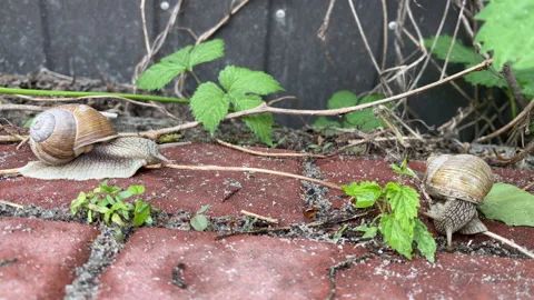 4k Two snails moving on a garden path. Garden snail. Stock Footage 154773844