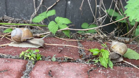 4k Two snails moving on a garden path. Garden snail. Video stock 155246967