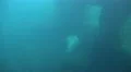 4k Two Walrus dive underwater in natural arctic compound 4k or 4k+ Resolution