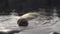4k Two Walrus swimming and snuffle at water surface 4k or 4k+ Resolution
