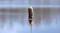 4k Typha wetland plant very close up moving in wind 4k or 4k+ Resolution