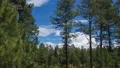4K UHD 24p pines and clouds time lapse tight 4k or 4k+ Resolution