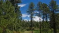 4K UHD 24p pines and clouds time lapse 4k or 4k+ Resolution
