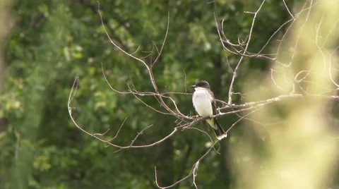 4K UHD 60fps - Eastern Kingbird (Tyrannus tyrannus) Video stock 43154499