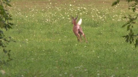 4K UHD 60fps - Spooked off deer jumping and running away in field with flowers Vidéo 43156845