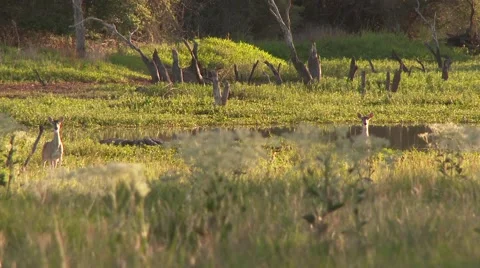 4K UHD 60fps - White-Tailed Deer (Odocoileus virginianus) walking towards viewer Stock Footage 44147749