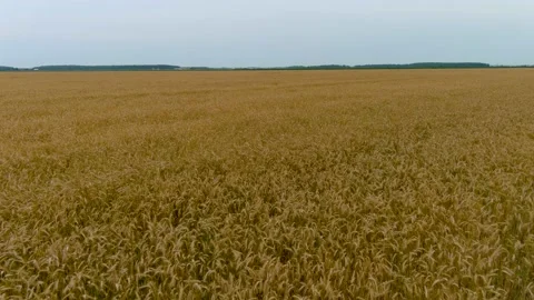 4K UHD aerial drone footage, overflying a wheat field. Video stock 159262953