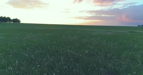 4K UHD aerial view. Low flight above rural summer landscape with endless green Stock Footage 155081753