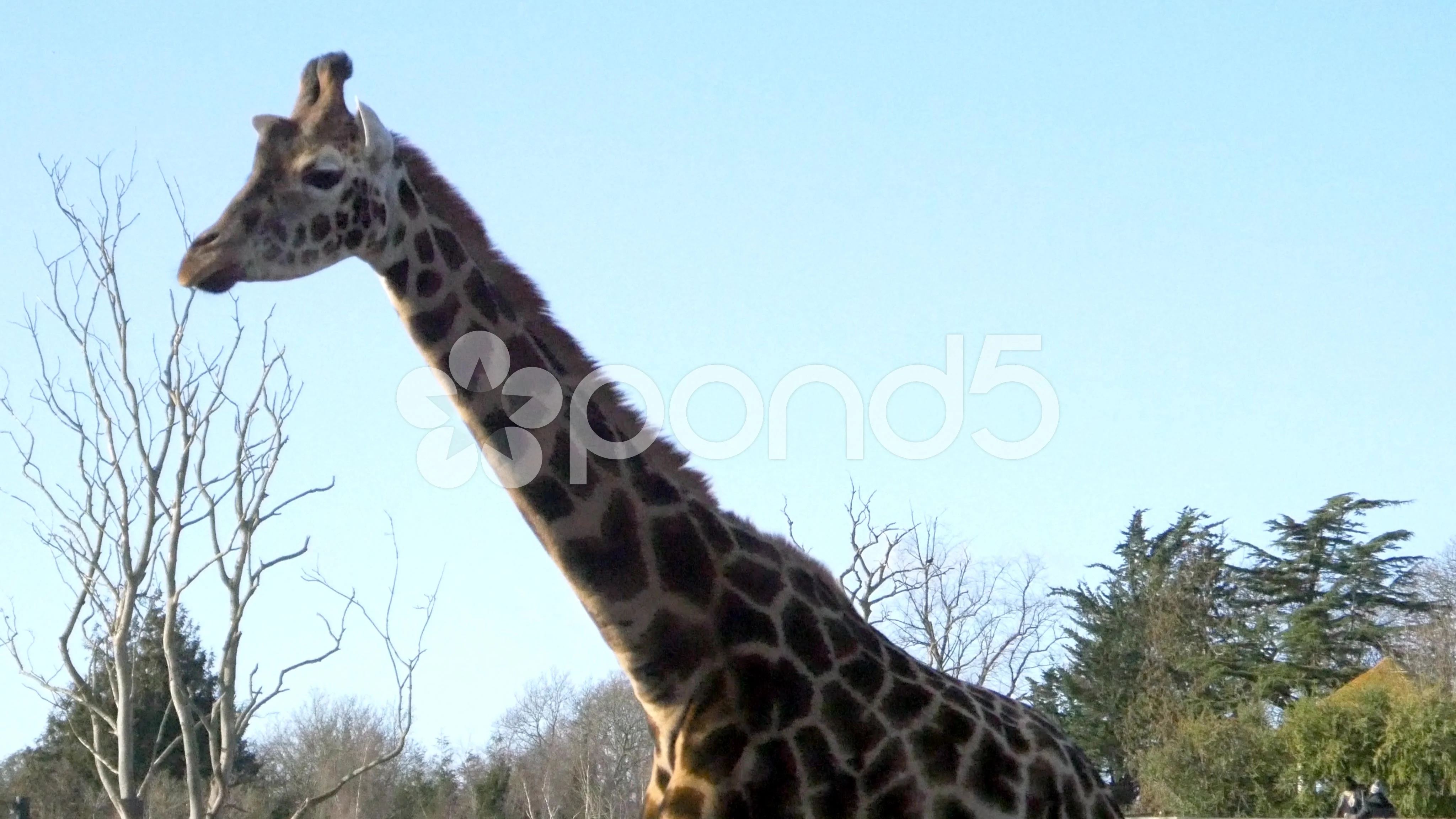 awesome giraffe