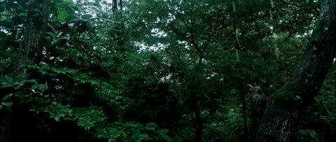 4K UHD Anamorphic Cinema Of Rainforest Stock-Footage 161869057