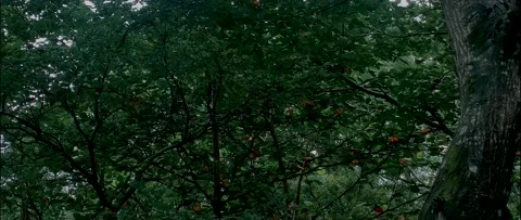 4K UHD Anamorphic Cinema Of Rainforest Stock-Footage 161869369