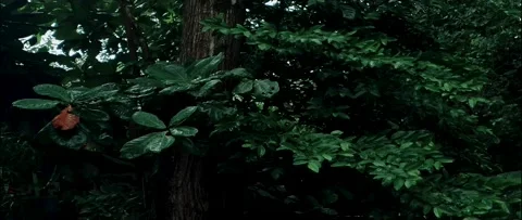 4K UHD Anamorphic Cinema Of Rainforest Stock-Footage 161869561