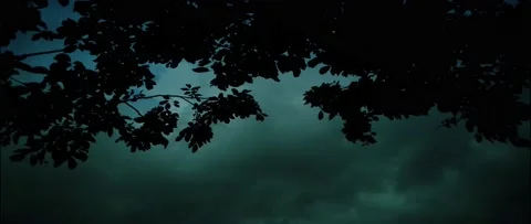 4K UHD Anamorphic Cinema Of A Tree Leaf Stock-Footage 161866413