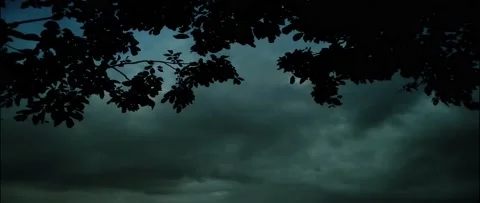 4K UHD Anamorphic Cinema Of A Tree Leaf Stock-Footage 161866954