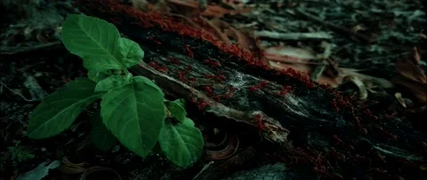 4K UHD Anamorphic  Of Red Ant Stock-Footage 162774289