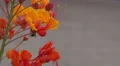 4K UHD bee hangs on to Mexican Bird of Paradise blossom v1 4k or 4k+ Resolution