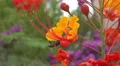 4K UHD bee hangs on to Mexican Bird of Paradise blossom v2 4k or 4k+ Resolution