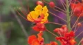 4K UHD bee hangs on to Mexican Bird of Paradise blossom v3 4k or 4k+ Resolution