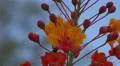 4K UHD bee hangs on to Mexican Bird of Paradise blossom v4 4k or 4k+ Resolution