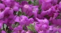 4K UHD Bee pollination texas ranger blossoms zoom close up 1 4k or 4k+ Resolution