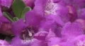 4K UHD Bee pollination texas ranger blossoms zoom close up 4k or 4k+ Resolution