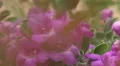 4K UHD Bee pollination texas ranger blossoms close up shallow DOF 4k or 4k+ Resolution