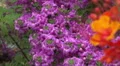 4K UHD Bee pollination texas ranger blossoms zoom close up 2 4k or 4k+ Resolution