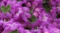 4K UHD Bee pollination texas ranger blossoms zoom close up 3 4k or 4k+ Resolution