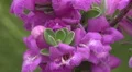 4K UHD Bee pollination texas ranger blossoms close up 4k or 4k+ Resolution