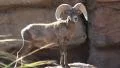 4K UHD Big horn sheep in the desert mountains wide profile 2 4k or 4k+ Resolution