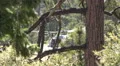 4K UHD blackhawk rises-hovers-takes off behind trees w sound 4k or 4k+ Resolution