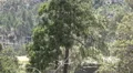 4K UHD blackhawk takes off from behind trees on mountain w sound 4k or 4k+ Resolution