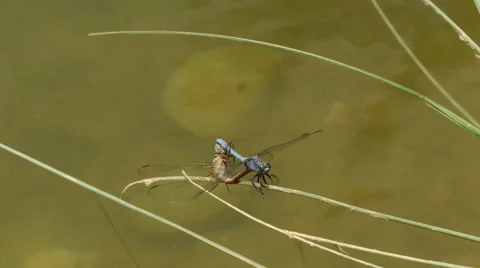 4K UHD blue dragonflies mating Stock Footage 49194801