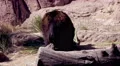 4K UHD Brown bear scourging for food under fallen palm leaves 4k or 4k+ Resolution