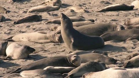 4k UHD Bunch of Elephant Seals on Beach Getting Startled Stock Footage 83434777