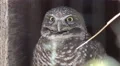 4K UHD Burrowing owl Athene cunicularia statuesque  turns head waits 4k or 4k+ Resolution