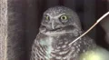 4K UHD Burrowing owl Athene cunicularia statuesque blinks turns head 4k or 4k+ Resolution