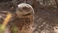 4K UHD Burrowing owl Athene cunicularia in the desert 2 4k or 4k+ Resolution