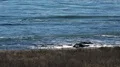 4K UHD CA coastline meets Pacific ocean with subtle waves 4k or 4k+ Resolution
