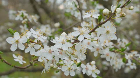 4K UHD Cherry Plum Tree Flowers Blossom In Spring Video stock 62839720