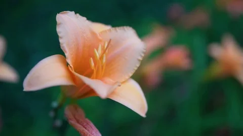 4k UHD Close up of orange flower Stock Footage 78126933